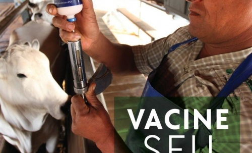 Prefeitura de Pilões inicia campanha de vacinação contra a Febre Aftosa